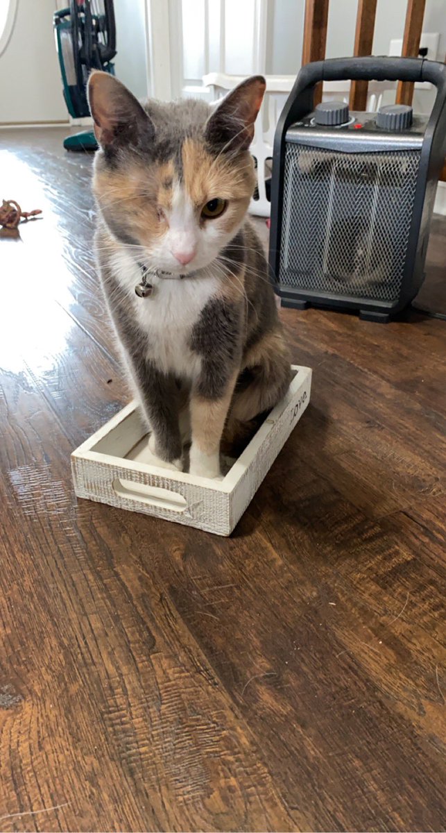 ktsoftball14's tweet photo. @Marie_mi Sissy the one eye kitty ❤️ https://t.co/Dc2q9YHDc1