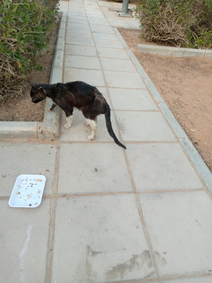 وجدت قط في الحديقة يعور القلب💔 مصاب في عينه وظهره متآكل حتى عظامه ظاهرة ياربي تلطف بيه حاولت امسكه لكنه خواف و شرس..عطيته أكل وقربت منه بهدوء وحطيت له بيتادين للاسف هذا الي قدرت عليه ...اتمنى أحد يساعده ويكسب فيه أجر
حديقة الشفا مقابلة وحدة الصحية الشفا اول
الرياض