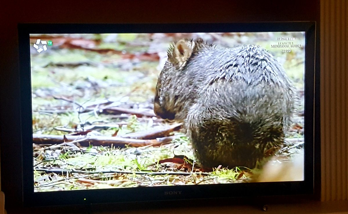 Tal y como está la #Actualidad es un buen momento para un reportaje sobre la vida del wombat.
#FanDeAustralia
Uno de mis animales favoritos.
¿Sabían que es el único animal que defeca cubos? 😁😁😁
#MaravillosaNaturaleza