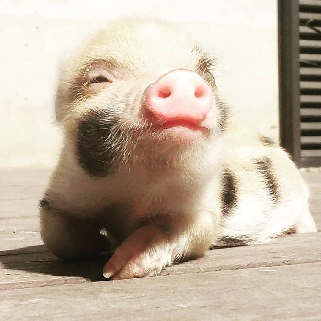 Pig's World tweet media