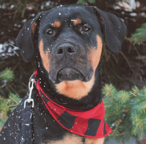 a-love-of-rottweilers on Twitter: "Credit @rottie.canecorsolovely The Rottweiler is a great breed for just about any family, and when bred with other great dogs it becomes even better. So, what do you