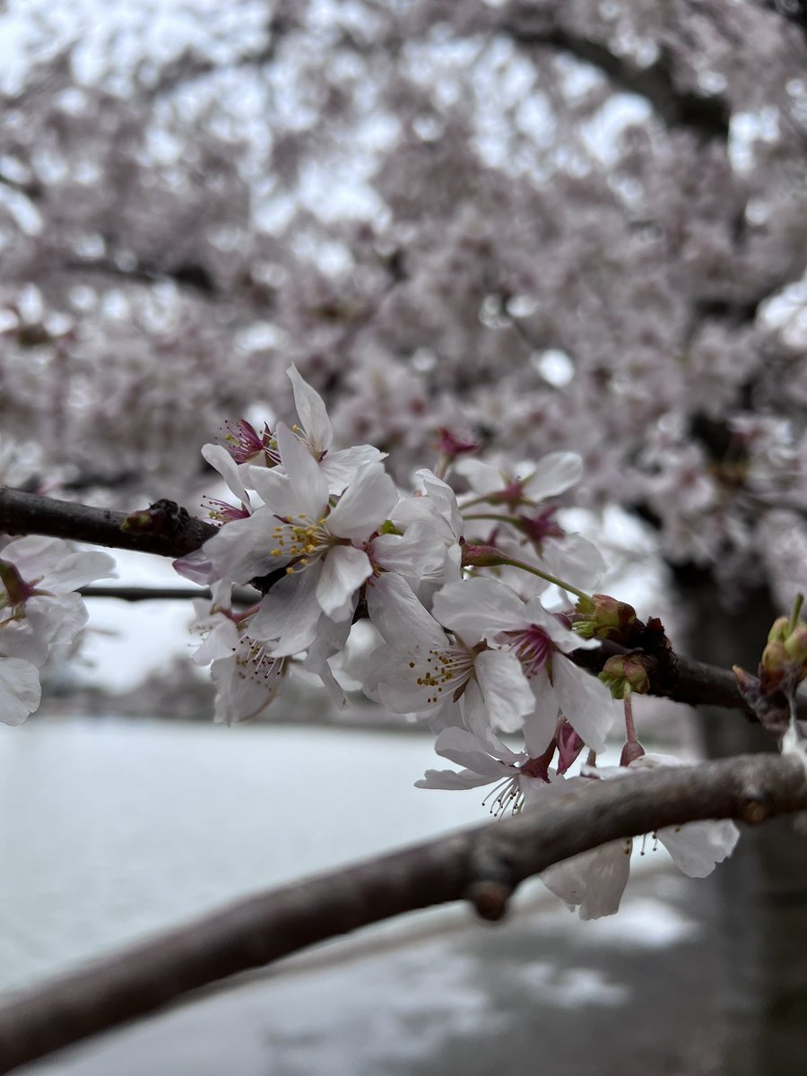 Peak bloom is on my birthday for the first time in a decade, so you know I had to go be a tourist for a day and walk the basin 🌸🌸