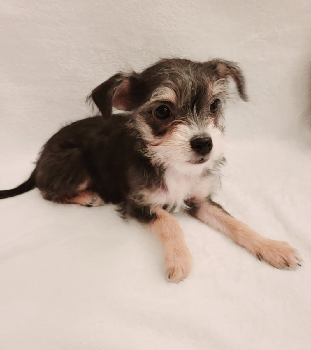 TAILS Adoptions tweet media