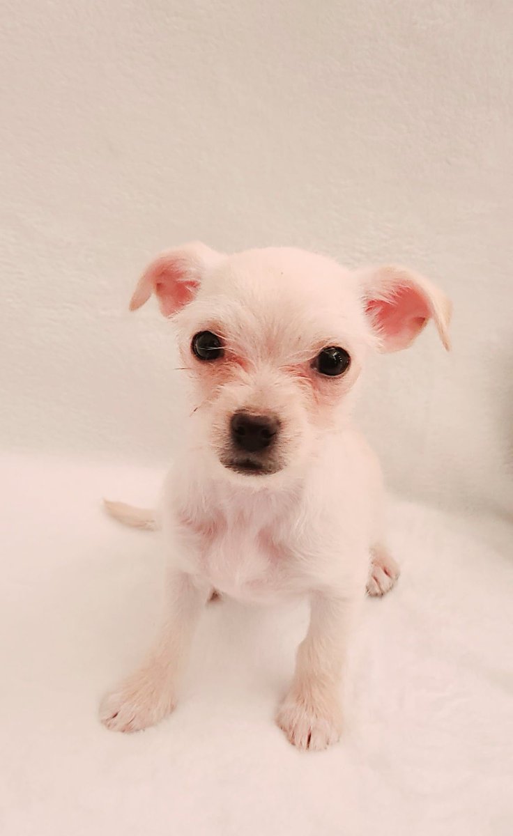 TAILS Adoptions tweet media