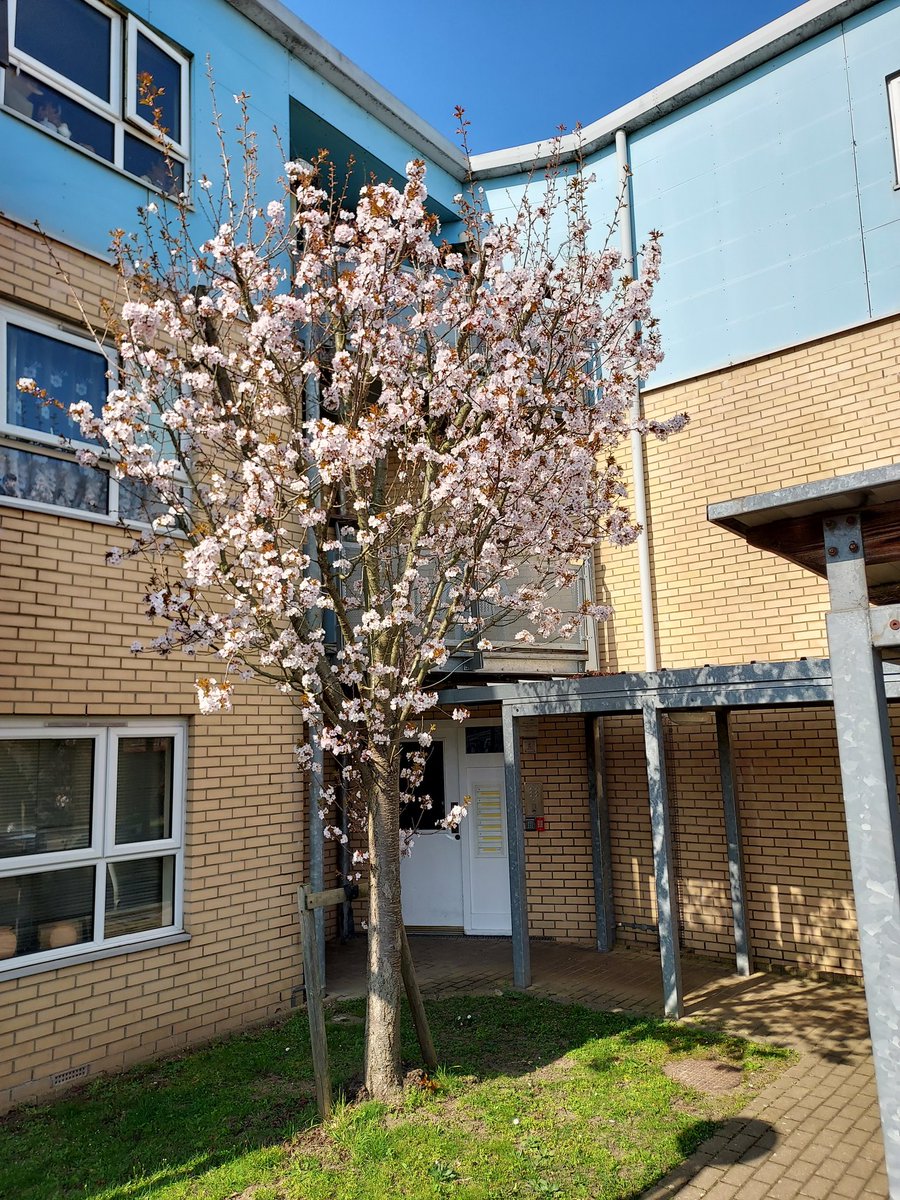 Beautiful Cherry Blossom in bloom at Sitary Court today #TeamPurple @pa_housing