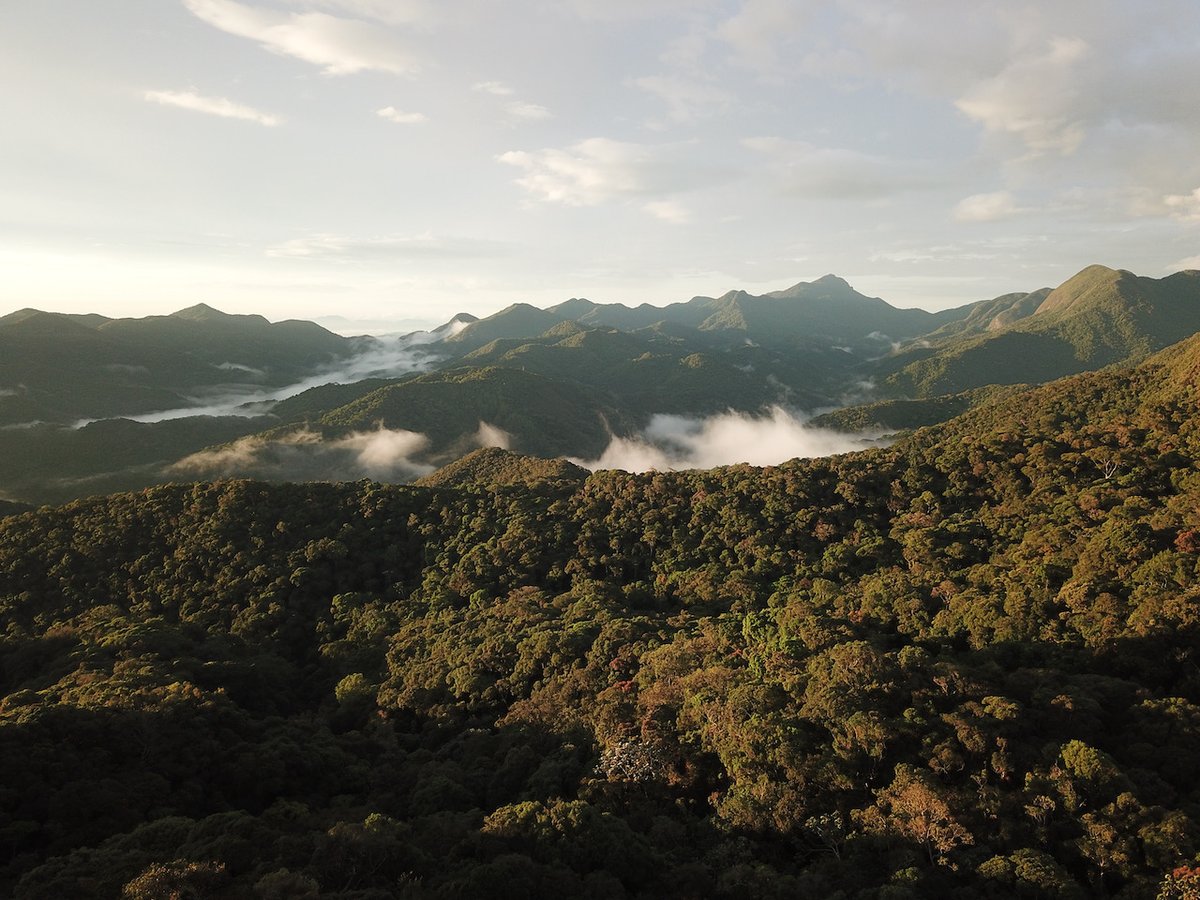 Can we improve conservation through artificial intelligence? Yes we can! Read more at   nature.com/articles/s4189… @KewScience <a href="/GGBC_GU/">Gothenburg Global Biodiversity Centre</a> <a href="/Naturvetenskap/">Naturvetenskap/GU</a>  @strategiskaSSF #biodiversity #COP15 #conservation