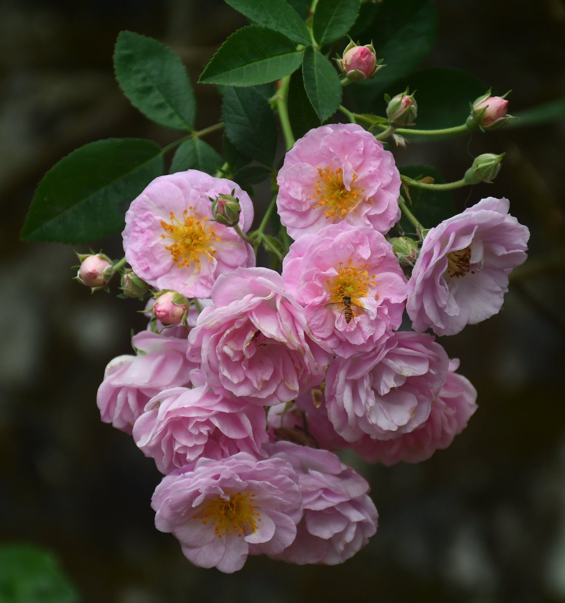 Wild rose from our garden. May all your dreams come true blooming beautifully and with sweet fragrance like this flower.  💕 Good night.