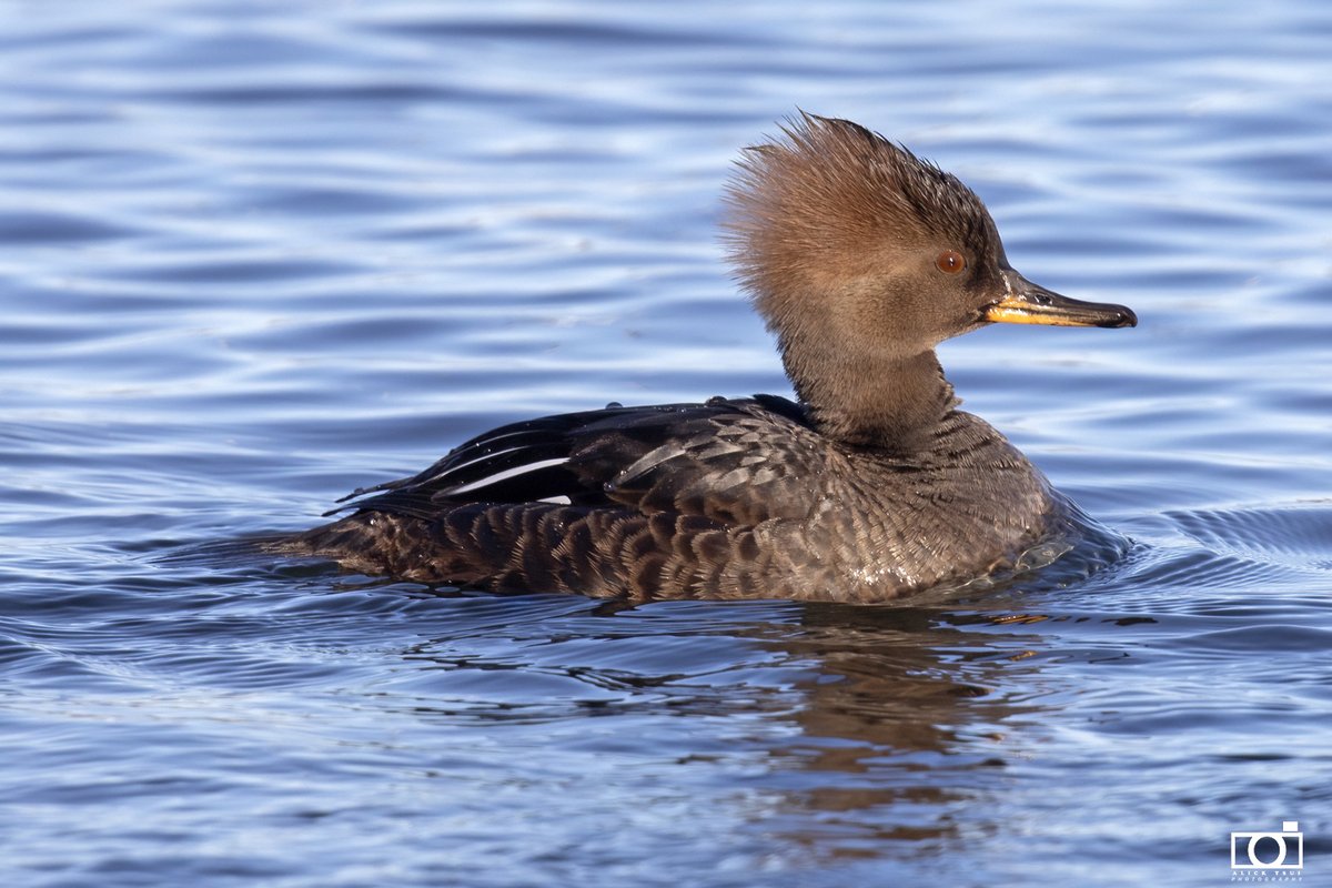 positively4ever's tweet photo. A lovely female merganzer duck on our city lake. #quidividi #birdnl #duck #lovestjohns #explorenl https://t.co/OBKLVdC97M
