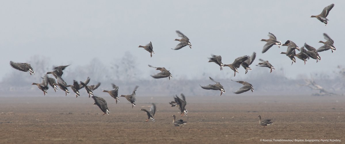 ornithologiki's tweet photo. ⤴ Με την πρώτη υποψία… άνοιξης, οι 70 #Νανόχηνες που διαχείμαζαν στη χώρα μας, αναχώρησαν για τον Βορρά.
Μαζί τους, ο 💙 Mr. Blue και τα 3 νεαρά των μόλις δύο ζευγαριών που κατάφεραν φέτος να αναπαραχθούν.
Ανυπομονούμε ήδη για το φθινόπωρο! 😀 #LWfG https://t.co/N15vPyj2eZ