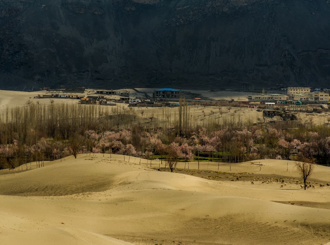 GlampPakistan's tweet photo. When it's #spring at the #katpanadesert  the #blossoms add gorgeous colours to the already scenic view. The cold desert in its colorful glory. Perfect time to #glamp

#beautifulnorth #beautifuldestinations #Skardu #beautifulPakistan https://t.co/RklGpme3Ea