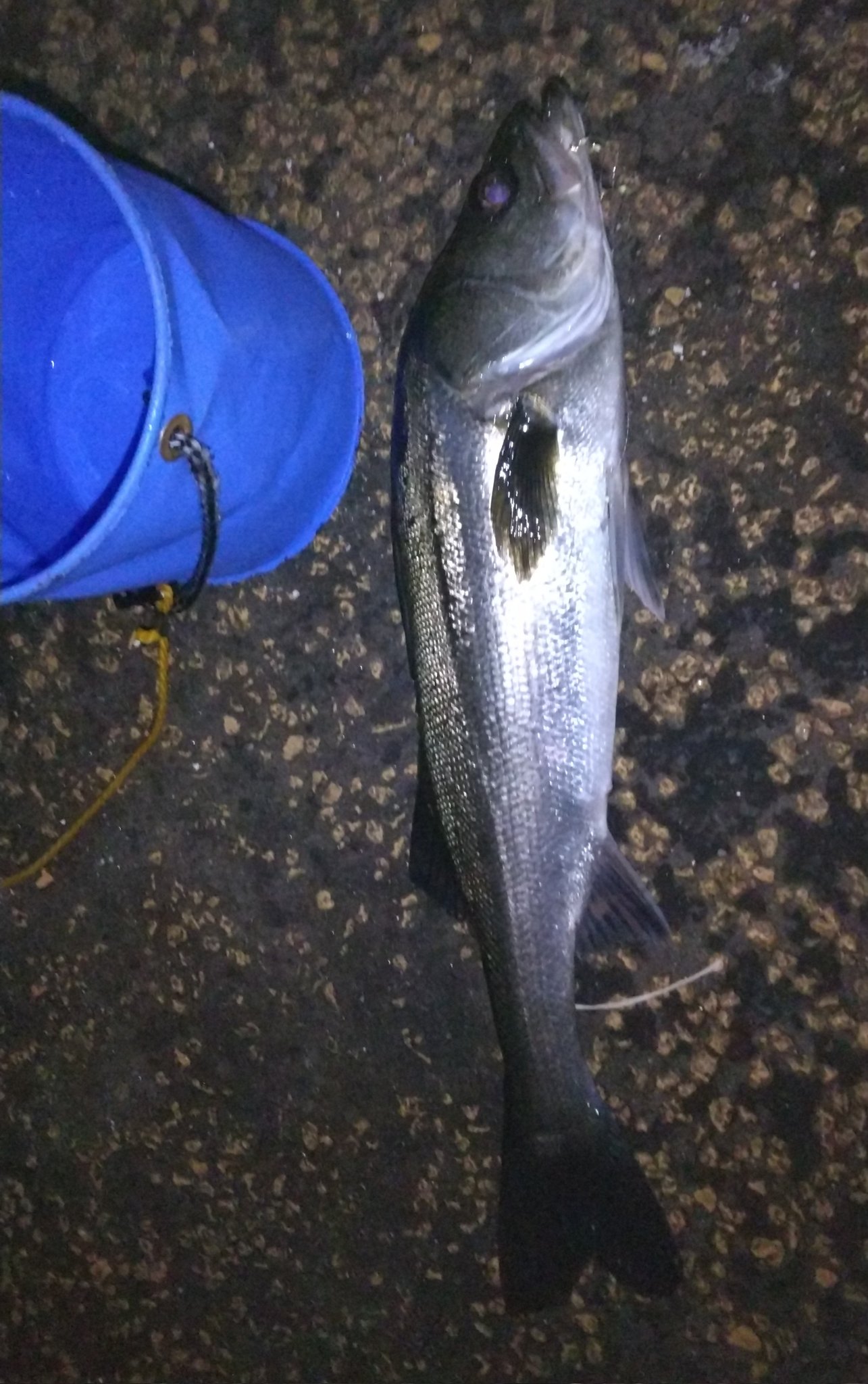 Bin 横浜大黒ふ頭西緑地 ｽｶｲｳｫｰｸ 延釣会 延べ竿ｻﾋﾞｷ釣り ﾄﾘｯｸｴｰｽ夜光8号 シーバス きた Tako Gさん すいません T Co Rpyihnivax Twitter