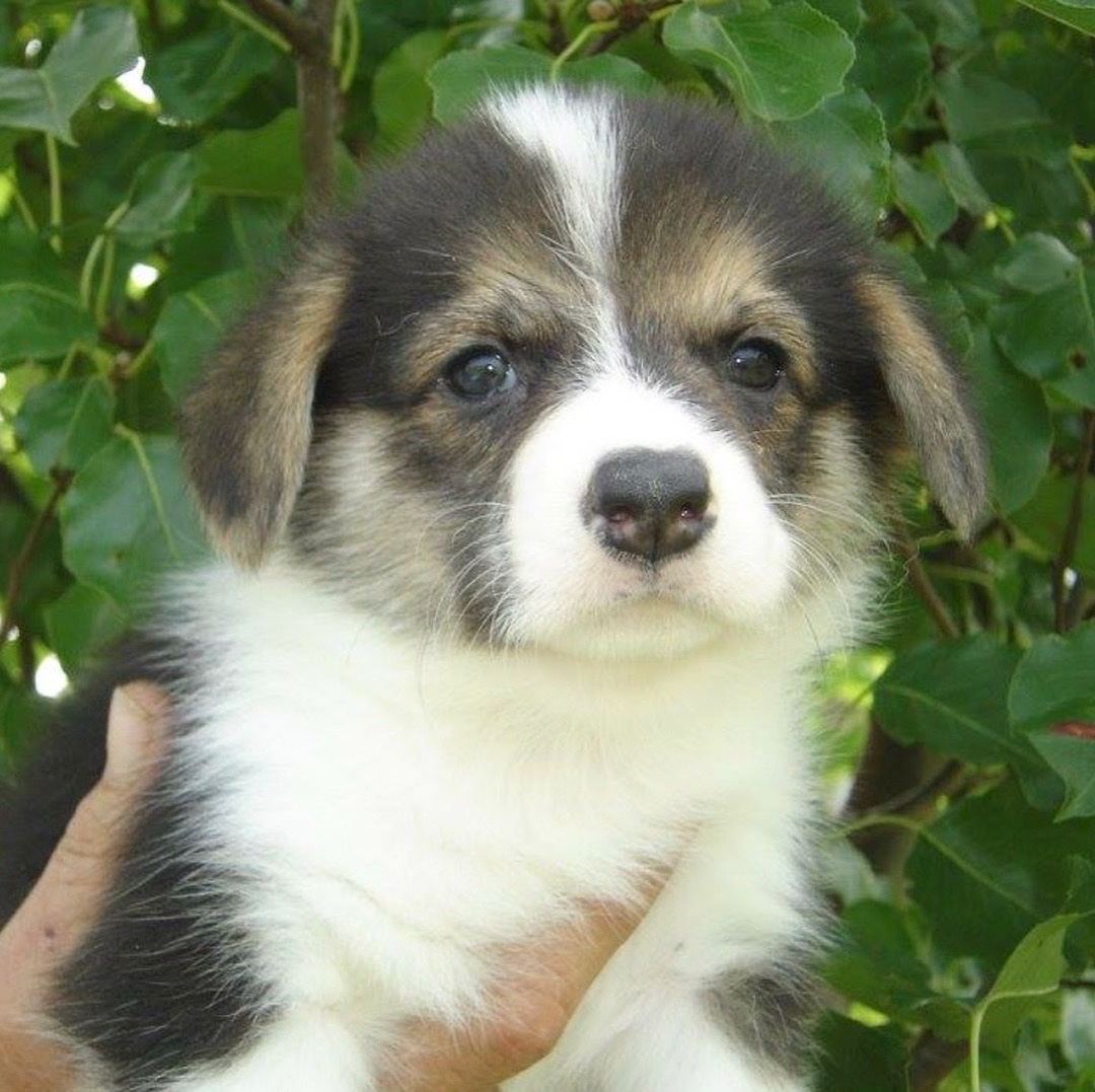 NachoCorgo's tweet photo. Yesterday was #NationalPuppyDay   so here’s a photo when I was smol before the ears came up. #dogs #puppyday #Corgi https://t.co/oI3Z9j8VgZ