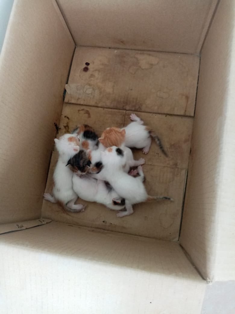 PaoHerreraC's tweet photo. AYUDA: Un conocido se encontró en una bolsa a estos bebés y no sabe qué hacer con ellos porque no los puede tener 🥺🥺. Sé que están muy pequeños pero podemos ir buscándole hogar 🙏🙏 https://t.co/HZlYv3NMZ6