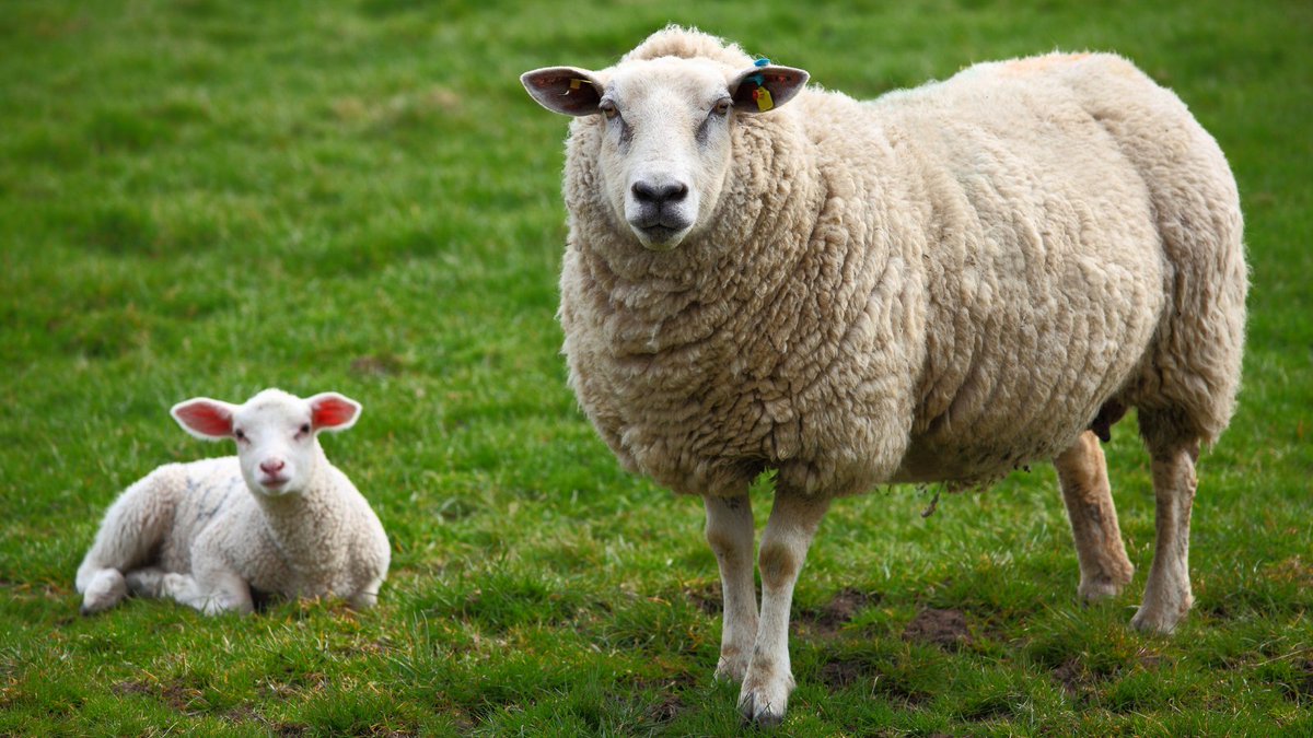 SenseHubGB's tweet photo. Flocks exposed to toxoplasmosis often have issues with:
Barren ewes
Weak, sickly lambs
abortions
Fortunately, you can control the disease with a simple vaccination regime before ewes go to the ram later this year. Ask your vet for more info on how #FlockCheck can help. https://t.co/MyLSJ2vyXq
