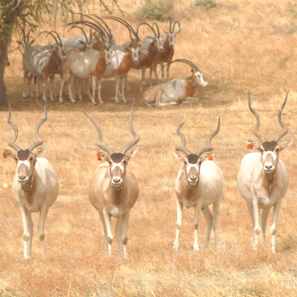 Sahara Conservation tweet media