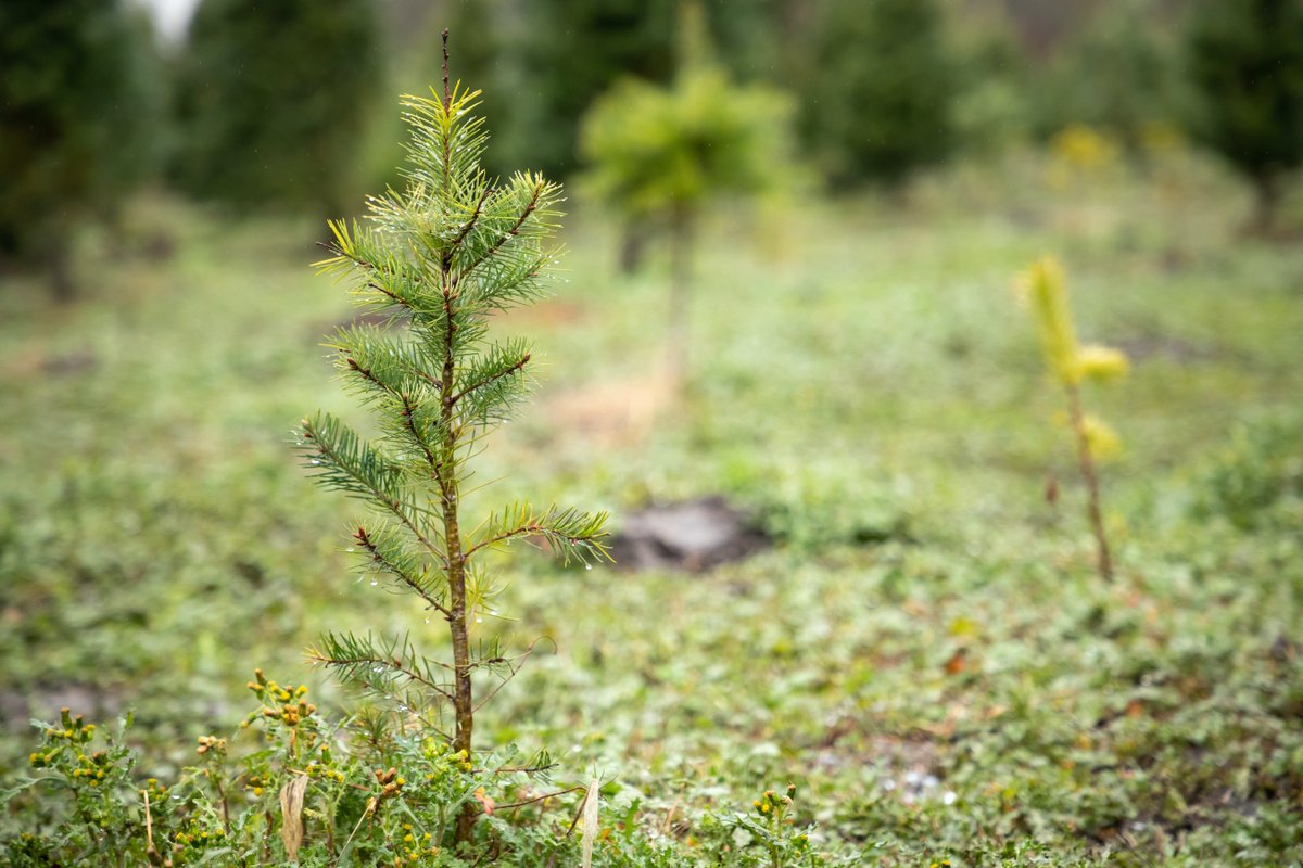 YosemiteClean's tweet photo. At YCE we believe in the importance of maintaining California's forest health. Thriving forests allow for long-term carbon storage and fuel for heat and power generation – while also limiting the spread of wildfires and insect outbreaks. #forestmanagement #sustainability https://t.co/AUNYRc1VU3