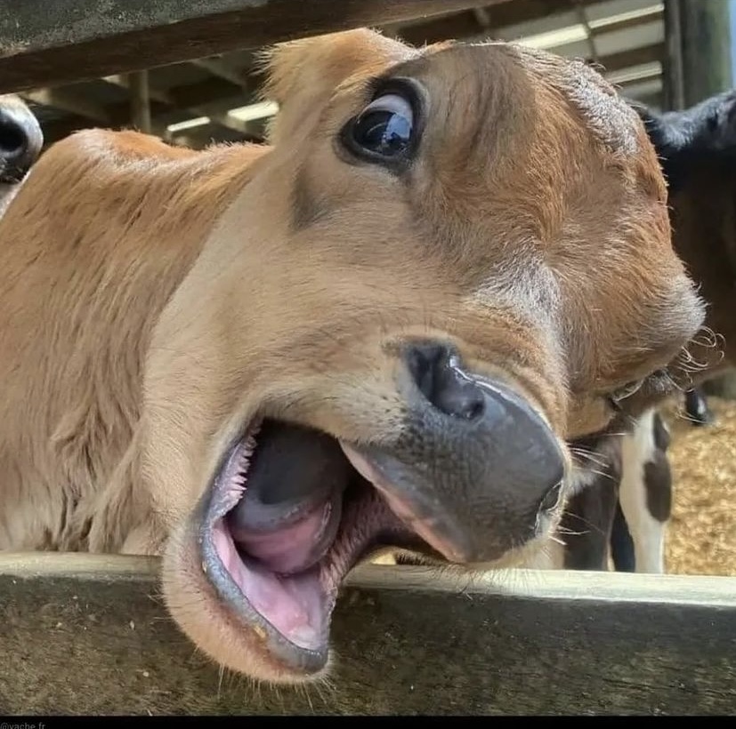 The Consumer Brand tweet media