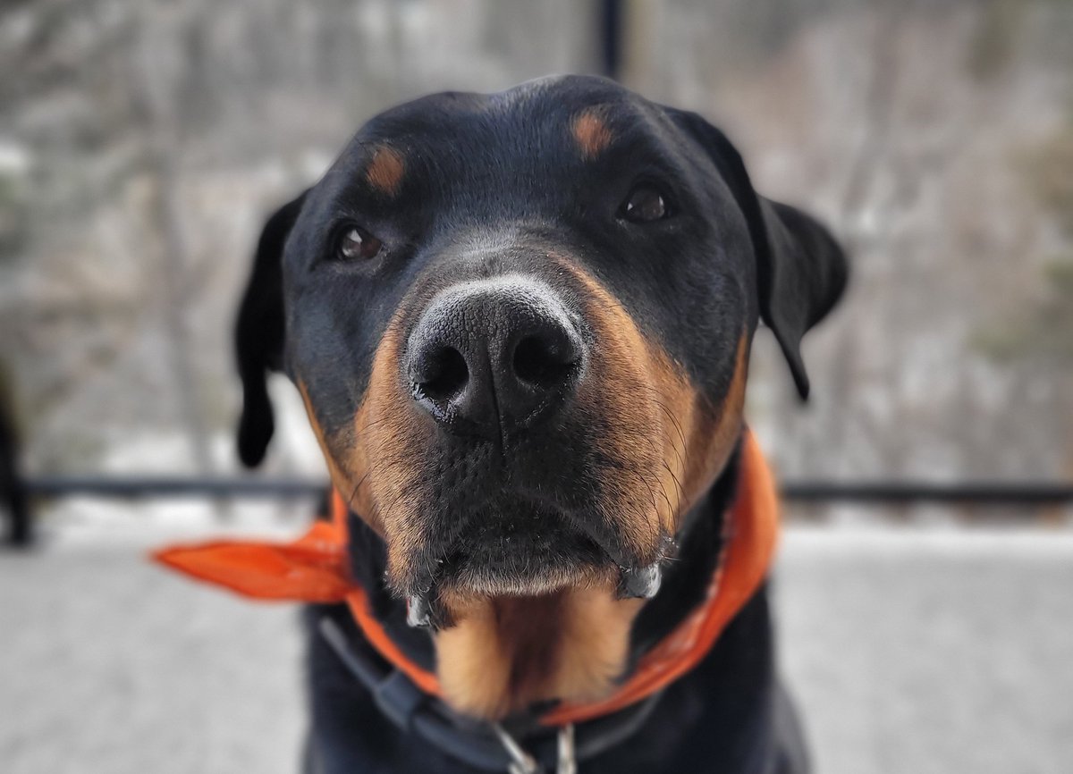 A head shot of a black-and-tan rottweiler wearing an Orange bandana