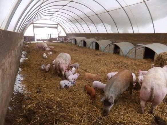 Agric_young's tweet photo. If the Government can just give us 01 #farm each😂 
Retweet of you are going to own a farm/farms in future or now.

#farming #Vyno Nondumiso Nasty C WhatsApp GB #TakealotFireSale Chief Justice Anele Tembisa Sizwe Sandton #RepoRate #OperationFiela Uber Hlomu Nandi Tito #VoteGash1 https://t.co/CJNtCEQEuJ
