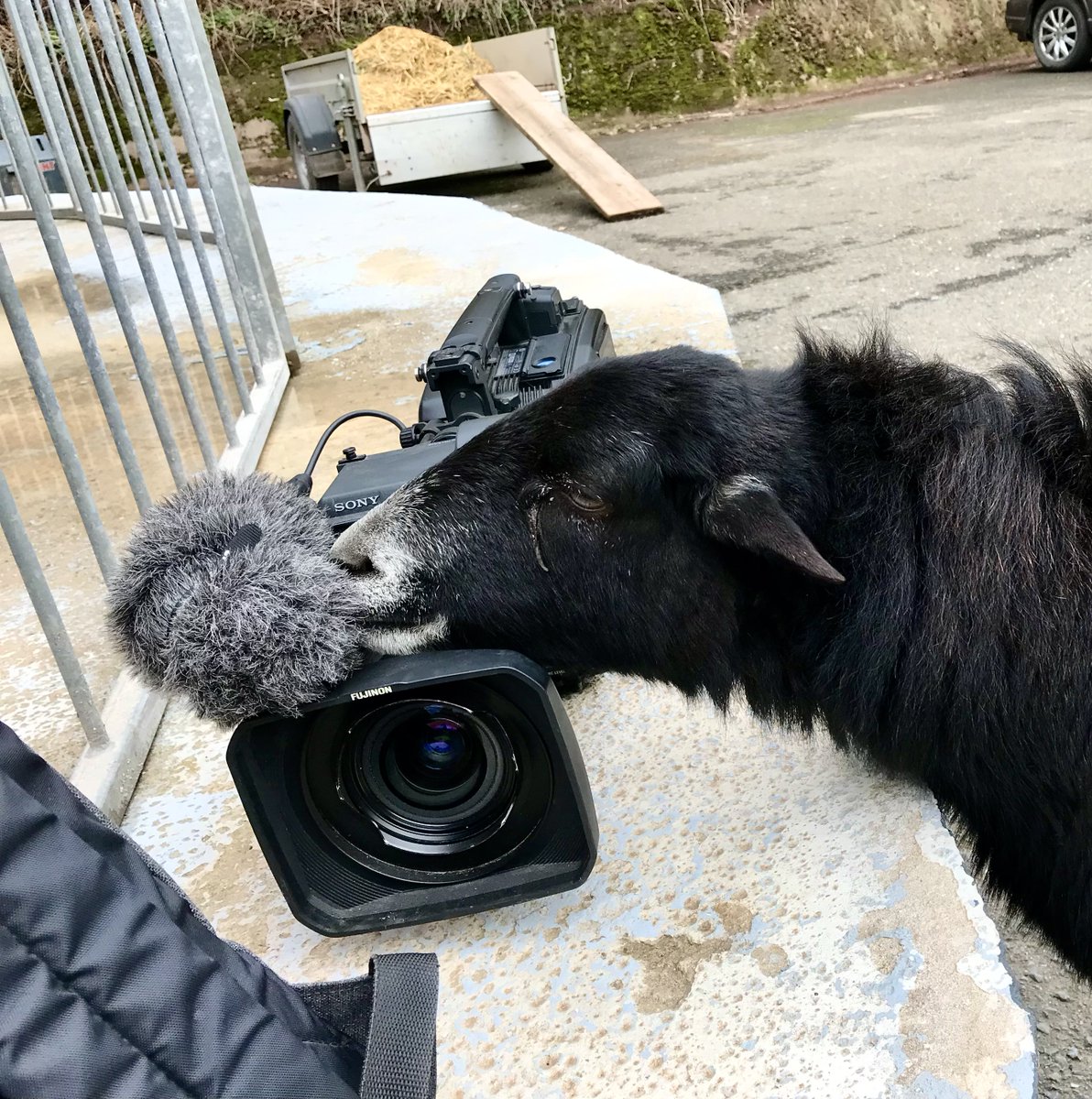 #TvTipp
Der #Tigerentenclub war zu Gast bei der TIERART Wildtierstation.
Beim Besuch machte das Team die Bekanntschaft von vielen Tieren und kann bestimmt spannende Geschichten über die Arbeit bei TIERART erzählen.  
Am neugierigsten war wohl Lulu das Kamerunschaf.