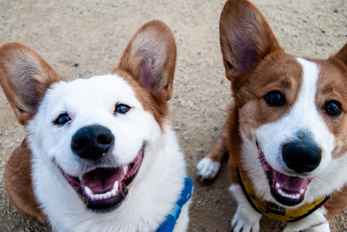 Bark__Paws's tweet photo. βYou can say any foolish thing to a dog, and the dog will give you a look that says, βWow, youβre right! I never wouldβve thought of that!β β
β Dave Barry
.
.
.
#barkpaws #dogsoftennessee #tennesseedogs #knoxvilledogs #dogsofchattanooga #dogs #dogstagram #doglover #furmom https://t.co/9aUerukQiZ