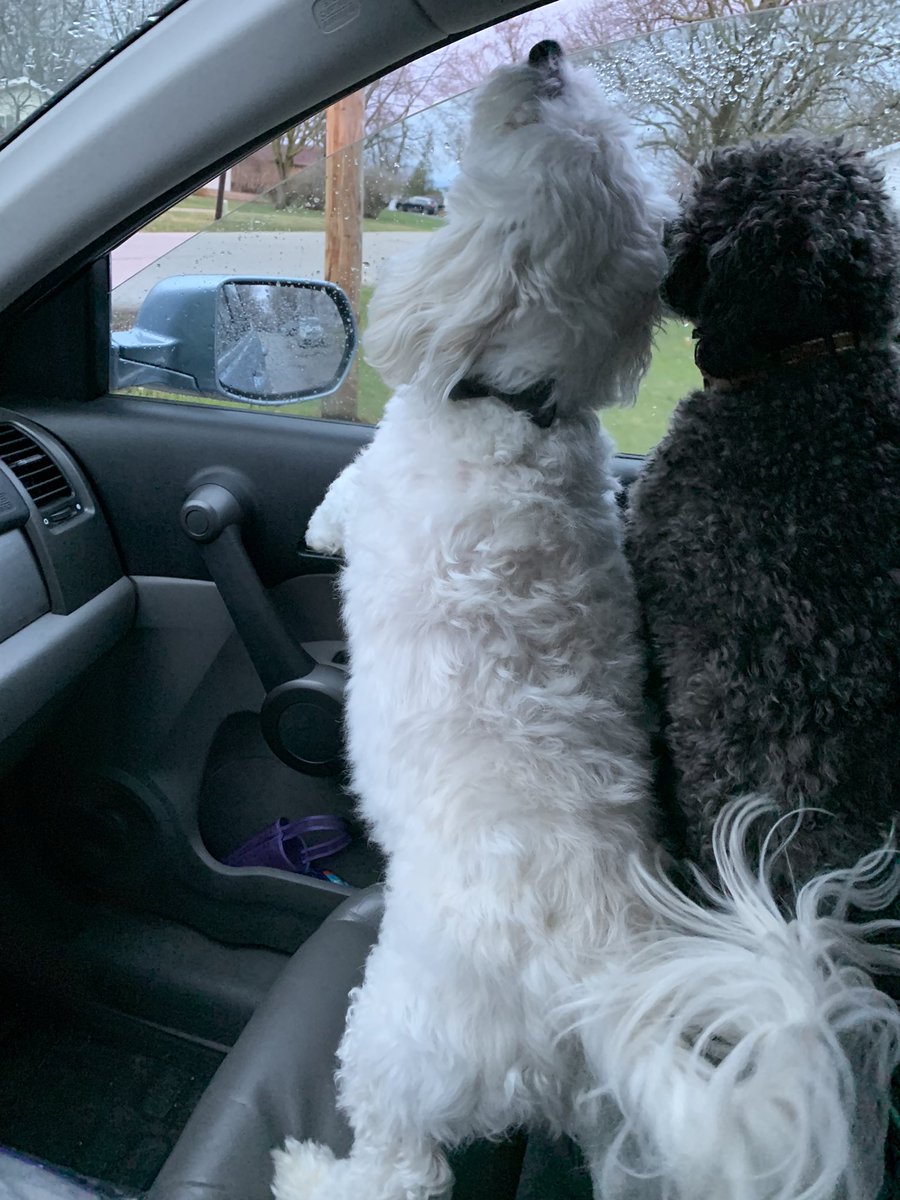 Successful car ride with both dogs! #thehuckster #mackie #doggiemama
