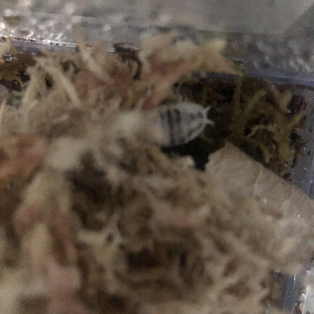 krispyfries_'s tweet photo. BUG UPDATE
all warmed up and settled in! https://t.co/Rd8XYCxaN5