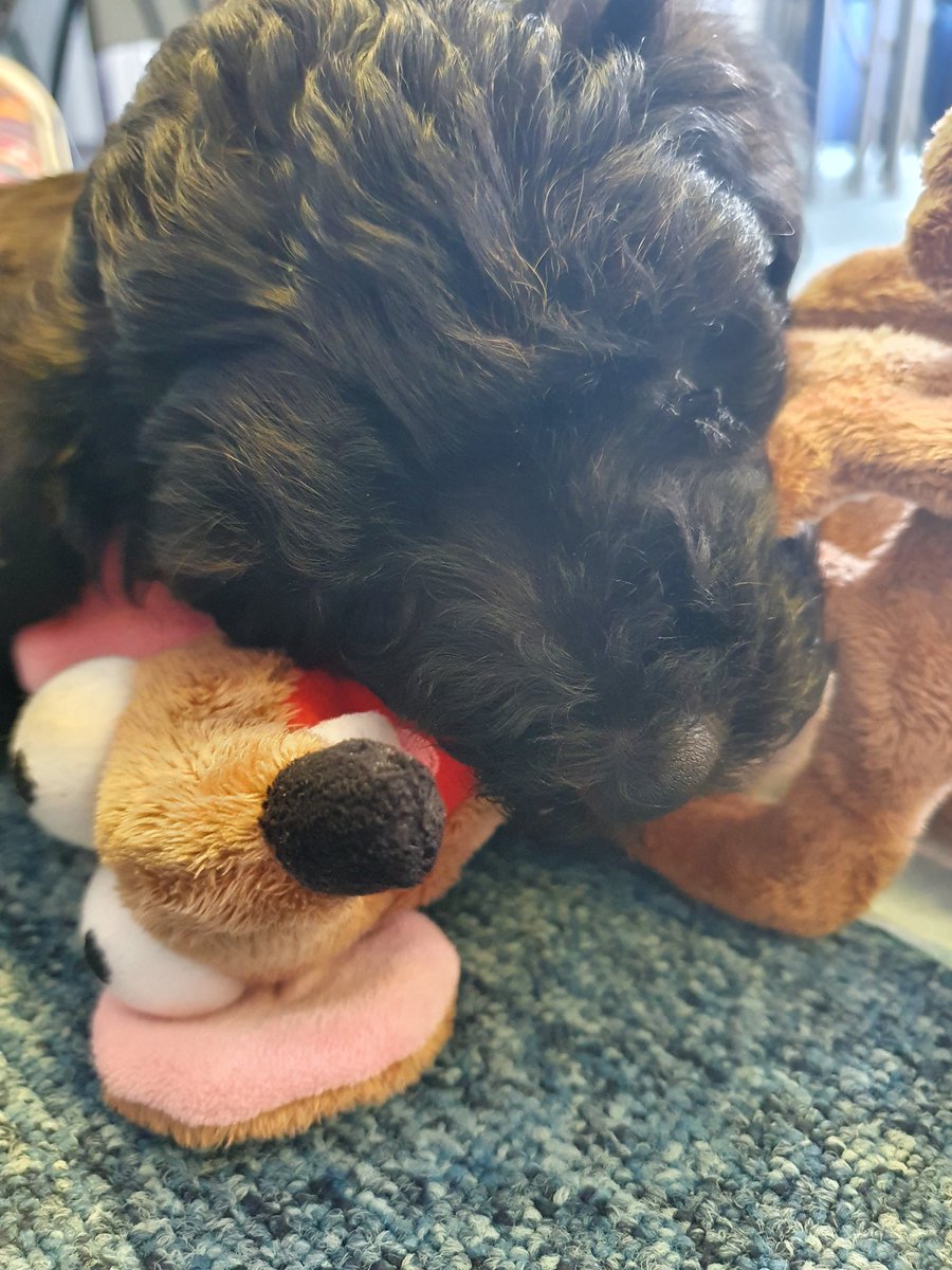 ForresASFL tweet media