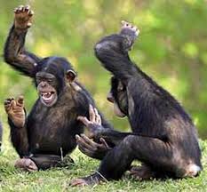 Prunelles_2's tweet image. - Attends, le pote m'en a raconté une autre : Mr et Mme Outan ont un fils, Laurent 
- Mdr, mais king kong celui-là 
- J't'jure, j'en ai macaque de lui
- J'parie que c'est Titi
- Oui, c'titi