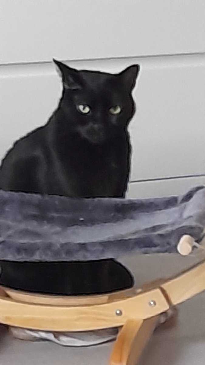 SofyeLafee's tweet photo. @animaux_planete BERLIOZ https://t.co/J528oPc7RE