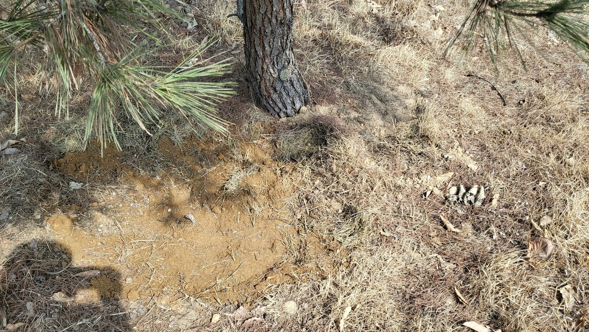 3월 10일에서 11일로 넘어가는 새벽 12시경,
미유가 고양이별로 떠났습니다.

미유는 선산 몽실이 옆에 묻어주었습니다.

마음 정리하는게 오래 걸려 이제서야 적네요