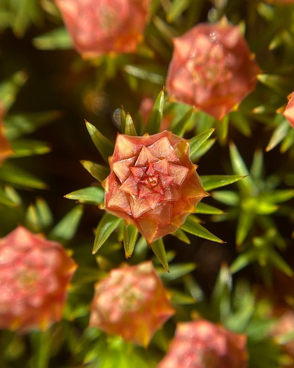 LeifBersweden's tweet image. I got totally lost looking at this Juniper Haircap (Polytrichum juniperinum), in much the same way as I would looking at an optical illusion. Structures like origami lotus flowers, each one the size of a drawing pin, sat atop a short tower of moss. Aren’t they just the best?! 😍