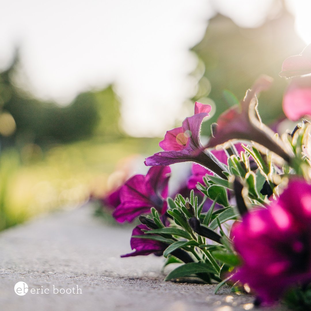 ebooth_realtor's tweet photo. Landscaping is important! The outside of your house is a #homebuyer’s first impression when they pull up. You can make sure the lawn is fresh and green by re-sodding or planting grass seed, and you may want to do edging to help define spaces. #listingtips #realestatetips https://t.co/Takxnqzp43