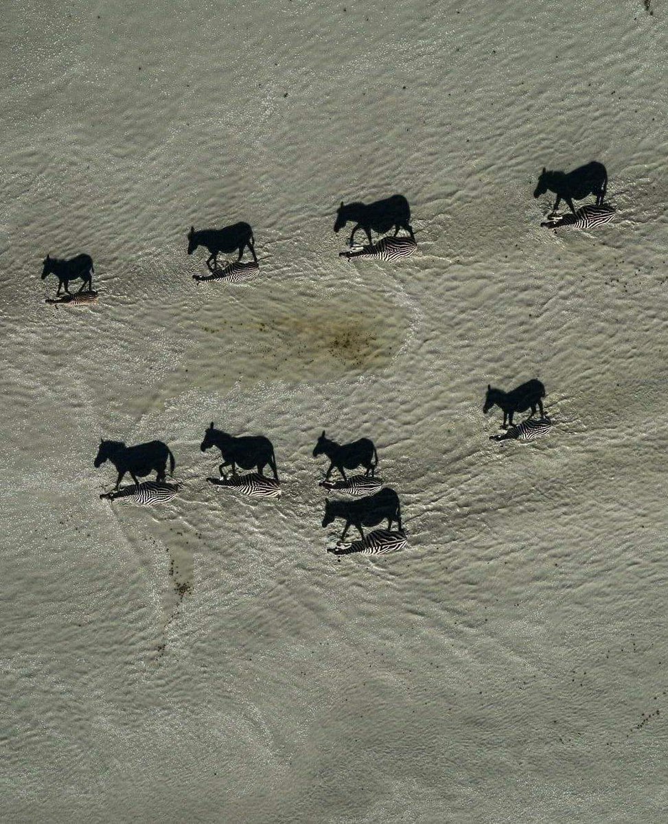 Tiofeno__'s tweet photo. Las imágenes negras son sombras de cebras.
Mírala de cerca y verás las cebras🦓🦓🦓🦓
Beverly Joubert https://t.co/MyPz0dj5t7