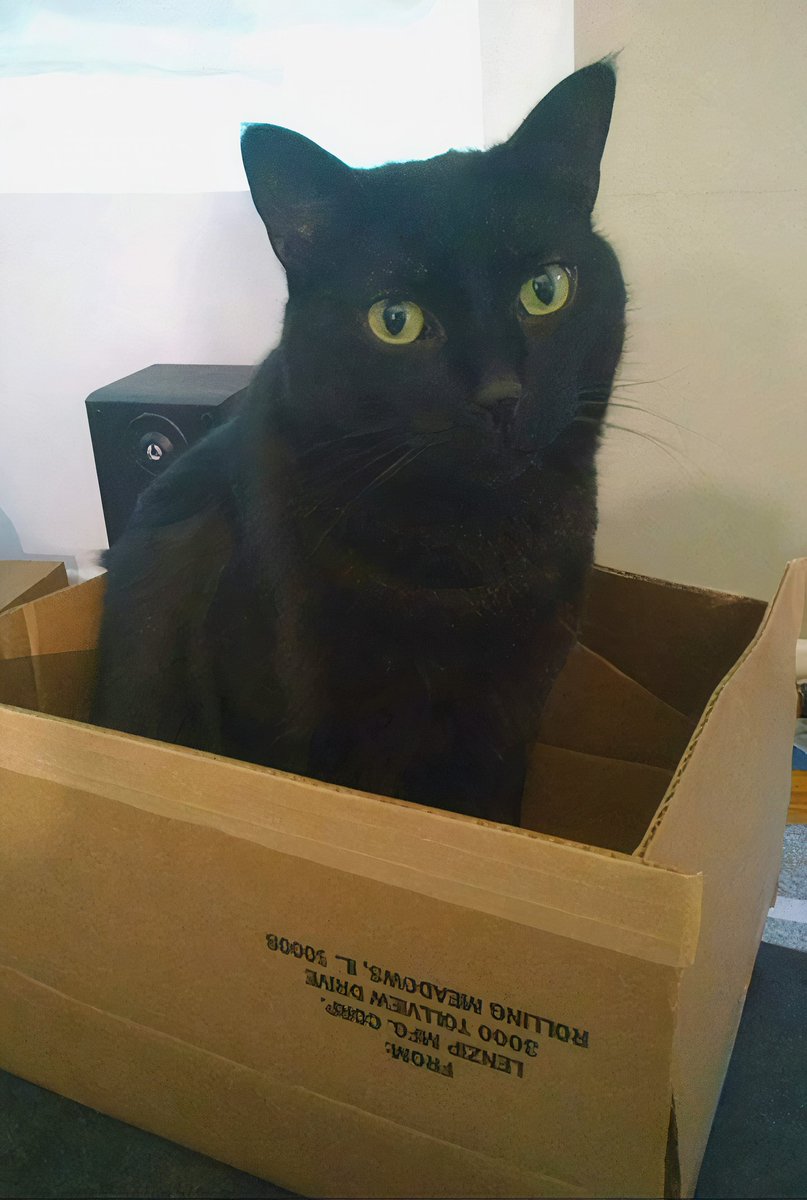 "This is my favorite box. 😃" - Stimpy
#catsofinstagram #catsoftwitter #AdoptDontShop