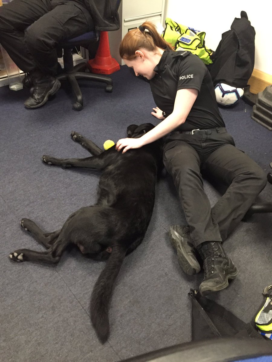 Meet the new <a href="/BTP/">British Transport Police</a>London wellbeing dog 🐾🐾🤣... Dex <a href="/MetTaskforce/">Met Police Taskforce</a> popped in to see colleagues from @BTPLondon who have recently dealt with several serious casualties that occur on the train network .🤦‍♂️ 😕#MentalHealthMatters #wellbeing <a href="/rail_cop/">RailCop</a> @BTP @BTPMcEwan <a href="/OscarKiloNine/">OscarKilo9</a>