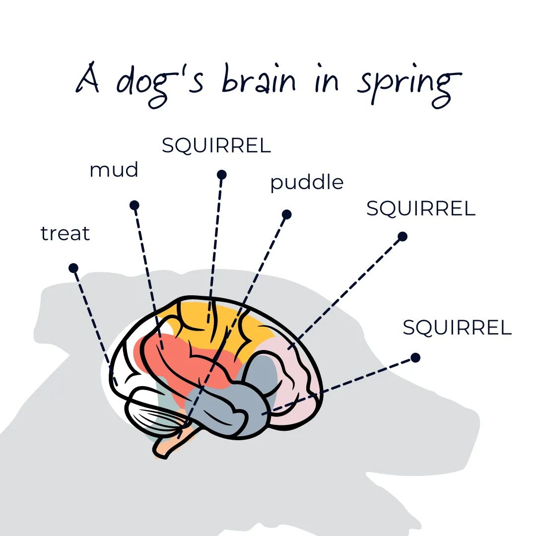 I can only come to the conclusion, after reading this, that I might be of the canine persuasion!! Hehe xxx #Funny 🤣