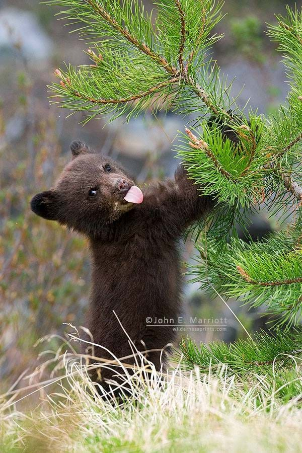 _sashayed's tweet photo. u guys ever think about bears. they're so beautiful and cute but they are the scariest animals in the world. they are god's morally neutral alive tanks who can run 40 mph and unzip a human body like a pull-tab soda can and also they look like this https://t.co/7tw8c5uYxu