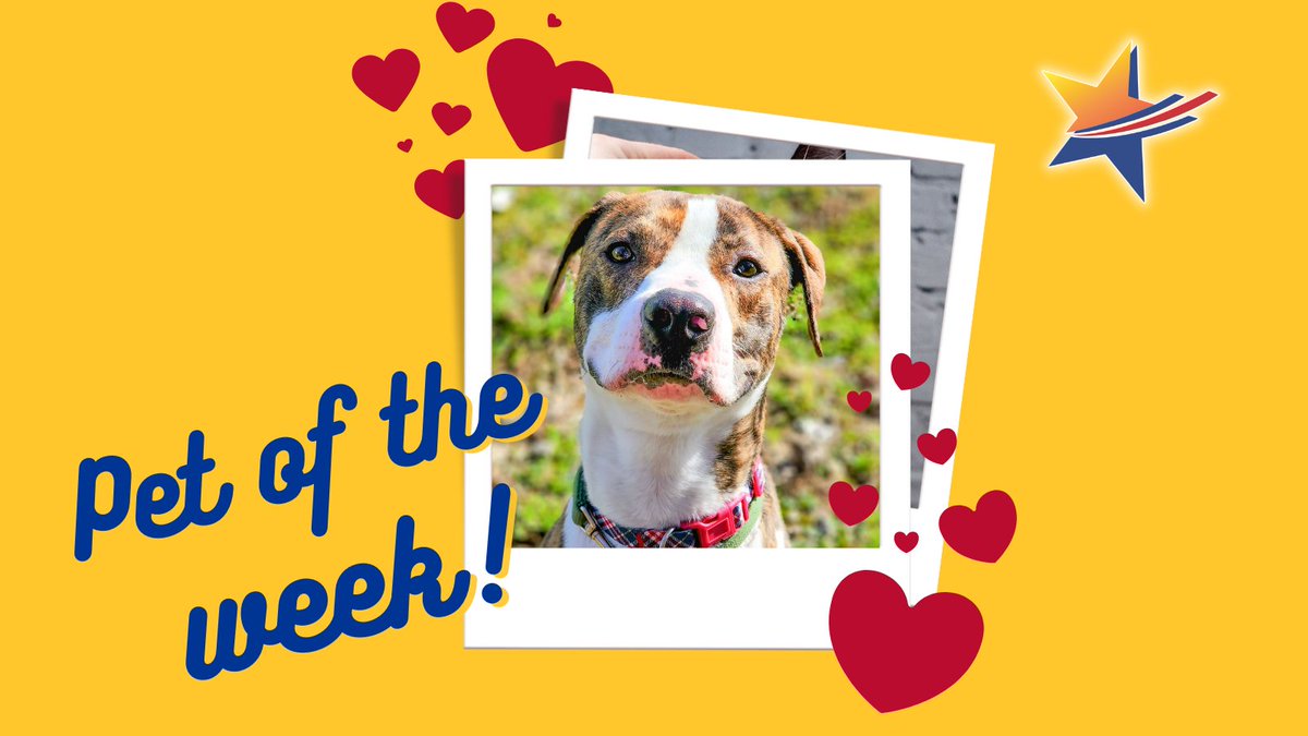 OneVisionFCU's tweet photo. Welcome to One Vision Credit Union Pet of the Week! 🐶😼
Fall Out Boy is a 1 yr. old Pit Bull Terrier mix who showed up as a stray &amp; at first, he was like, "Wait, where did the party go?" Now he's ready to search for a new home. Click here to learn more 👉https://t.co/g33BhQ5ntU https://t.co/asBJ45ytjn