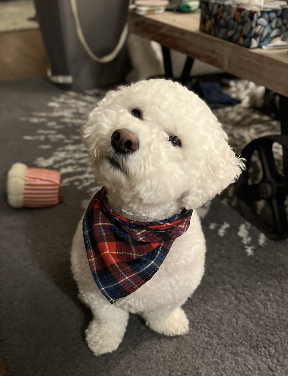 Christencole's tweet photo. @DanielBrownLaw Ernie says hello to his fellow to barkisters-at-law! https://t.co/sV1W5YThW2