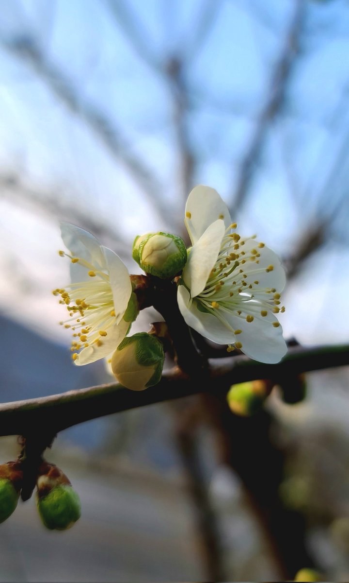 봄꽃의 향연이 시작되네요.  바람결에 향기로움 전하는 봄!  오늘도 행복하세요.