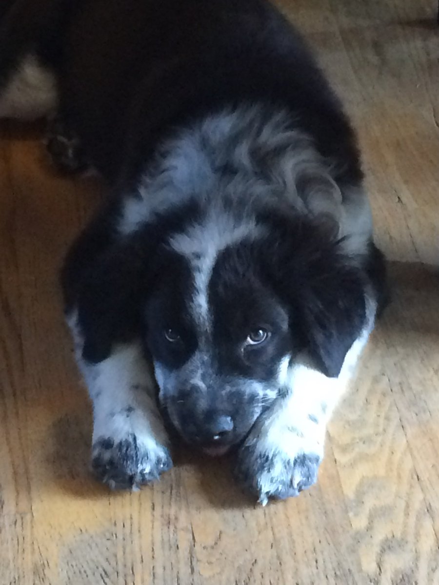 goavs925's tweet photo. I missed National puppy day, but that not going to stop me from posting pics of our pups (current and past) when they were pups. ππPics of baby Carly were probably on film so I have to search moreπ #griffingdogs #lovemyfurbabies #myolive #mywinston #myemmy #mycarly https://t.co/2J7ZPDtbHS