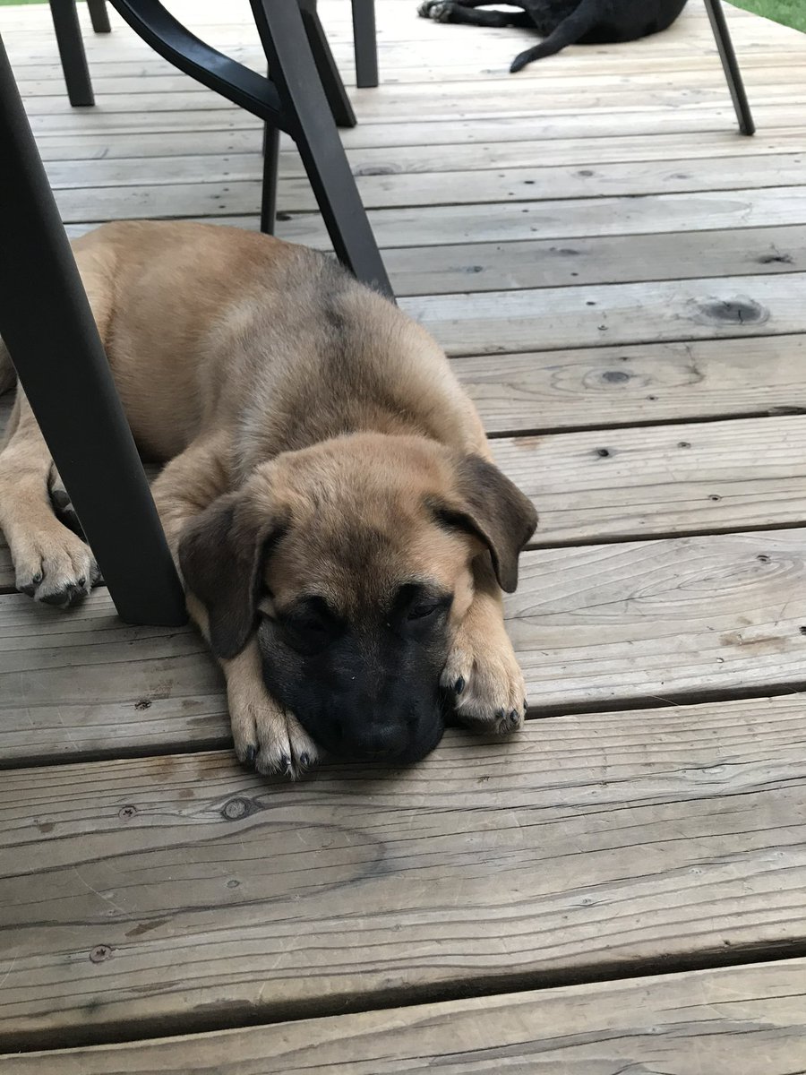 goavs925's tweet photo. I missed National puppy day, but that not going to stop me from posting pics of our pups (current and past) when they were pups. ππPics of baby Carly were probably on film so I have to search moreπ #griffingdogs #lovemyfurbabies #myolive #mywinston #myemmy #mycarly https://t.co/2J7ZPDtbHS