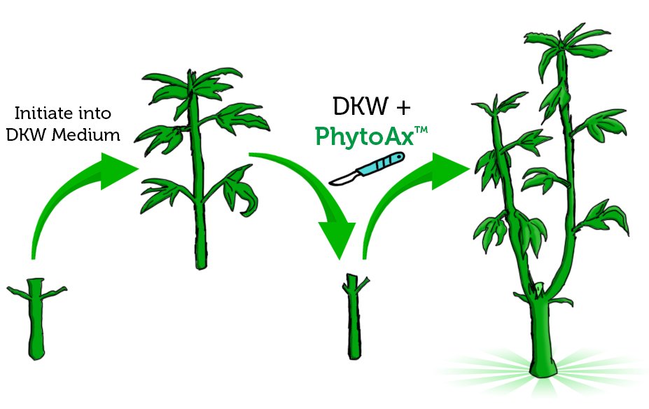 Have you tried PhytoAx™ for your tissue culture? For a limited time try 2mL free w/ one order at hubs.ly/Q016Jq1s0 &amp; sending this form hubs.ly/Q016JjdY0! It can promote axillary shoots in cannabis &amp; other plants, enhancing growth &amp; longevity #planttissueculture