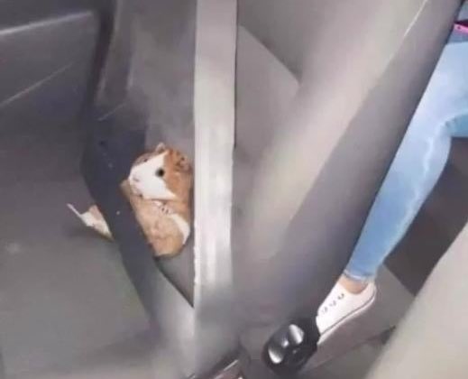 garyfromteenmom's tweet photo. would u give him a ride for $12 billion dollars https://t.co/tQW6riDwRR