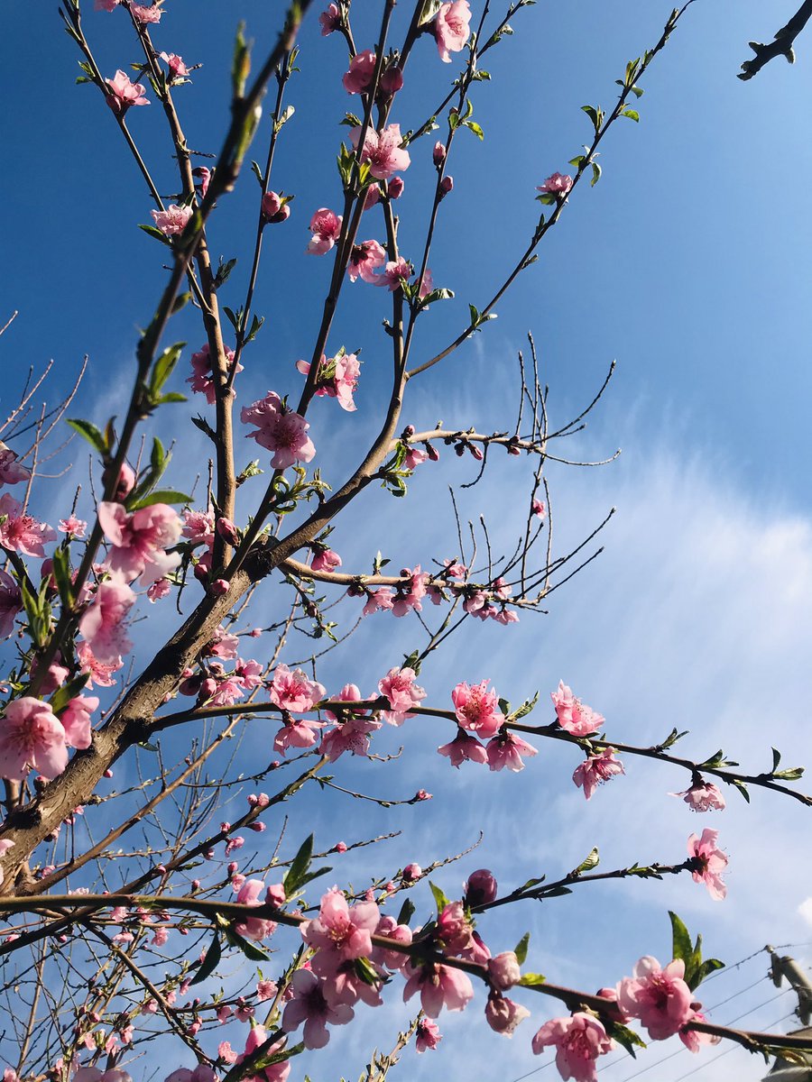 Baharı yakaladım🌺 #Silopi