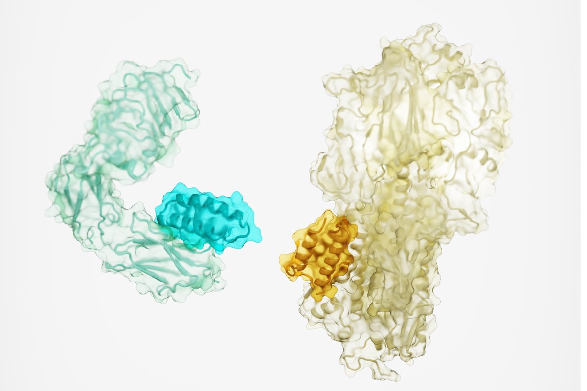 Design of protein binding proteins from target structure alone | <a href="/Nature/">nature</a> 

Our approach now enables targeted design of binders to sites of interest on a wide variety of proteins for therapeutic and diagnostic applications. #proteindesign

nature.com/articles/s4158…