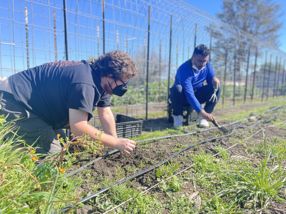 CIPAdmissions's tweet photo. CIP Berkeley students enjoying their volunteering time in the sun with the plants and animals of the community garden. #CIPBerkeley #CIPVolunteers #CIPCommunity https://t.co/mHLtFhQptv