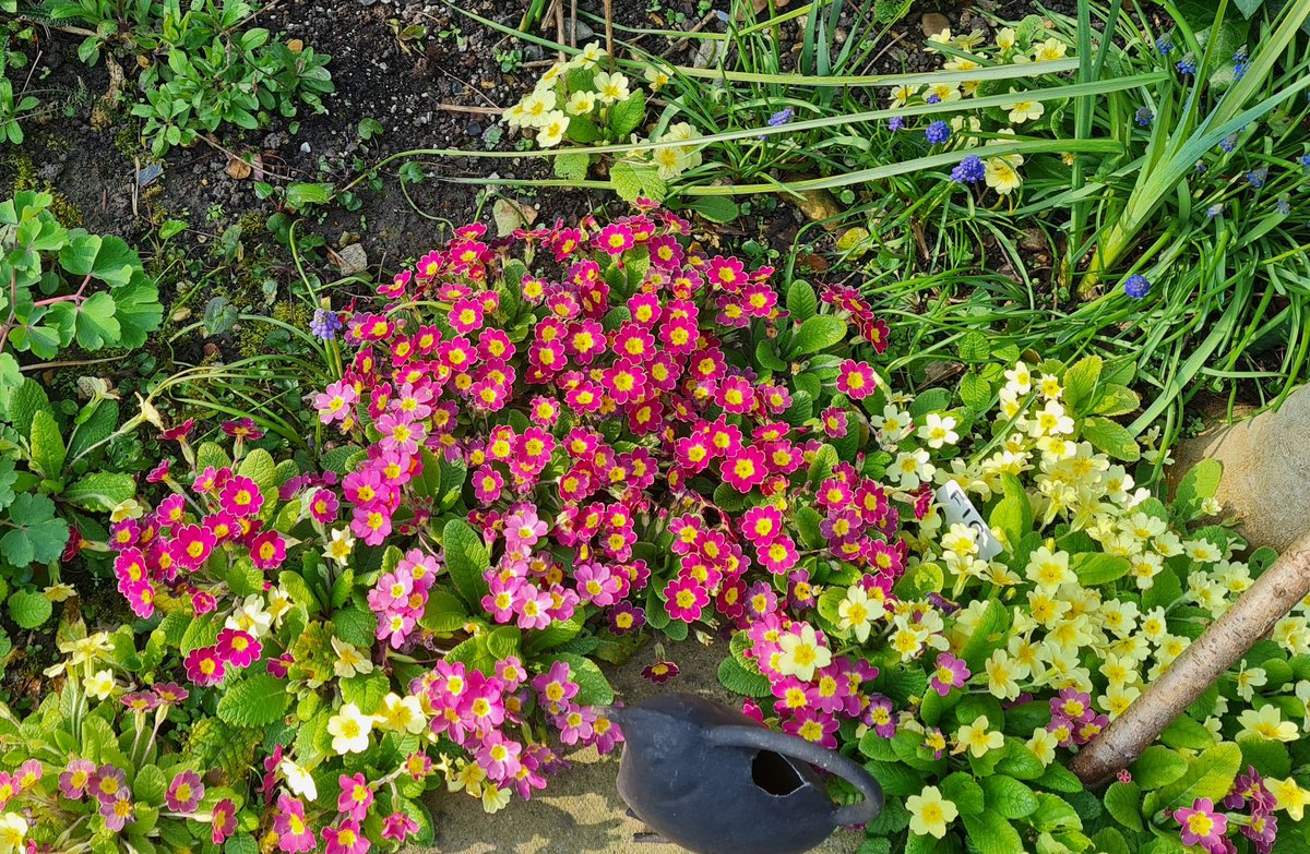LleTyfu's tweet photo. Spring has sprung #primula #cowslip #grapehyacinth https://t.co/3wQD6d9ROs