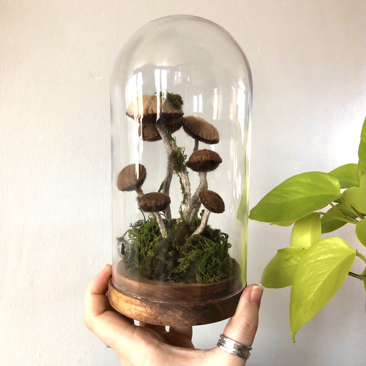 nnaturenurture's tweet photo. Hand sewn, felt, mossy mushroom terrarium🌱 complete with tiny moss spores! https://t.co/5ToMLomCWs